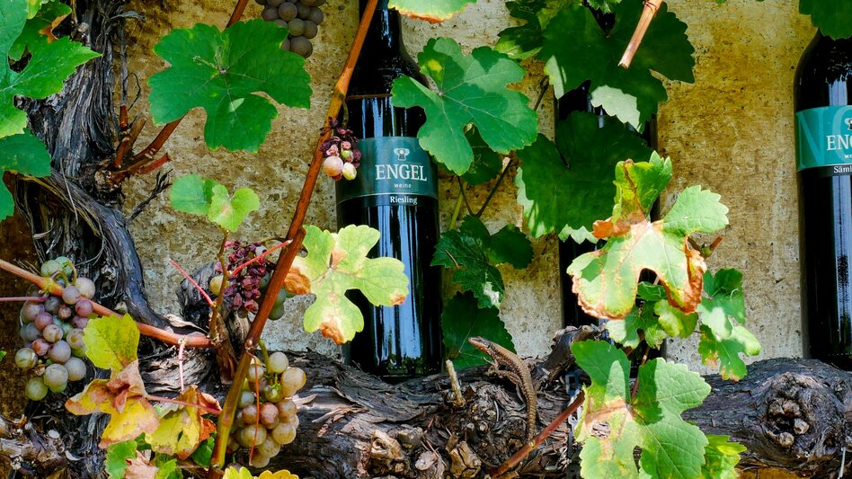 Wanderung Etappe 34 Vom Gletscher zum Wein Nordroute Bad Gleichenberg - Klöch - Touren-Impression #2.8 | © (c) Steiermark Tourismus/Manfred Polansky