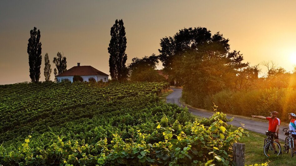 Radfahren Weinberg-Tour - Touren-Impression #2.2 | © Thermen- & Vulkanland