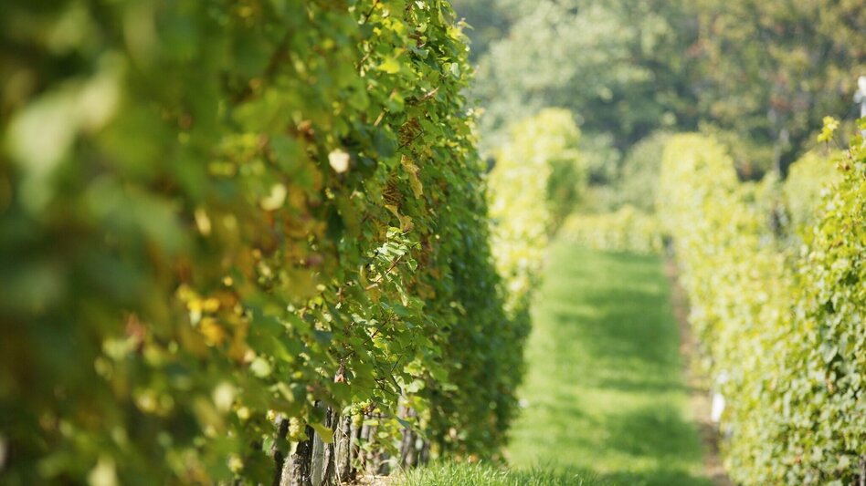 Radfahren Weinberg-Tour - Touren-Impression #2.3 | © Thermen- & Vulkanland