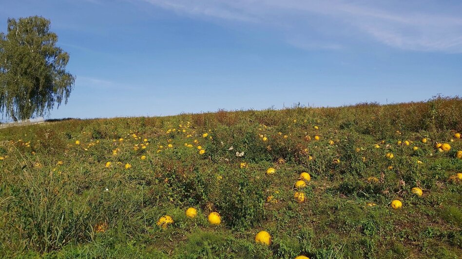 Wanderung Buschenschankwandern, Gleisdorf - Touren-Impression #2.6 | © Oststeiermark Tourismus
