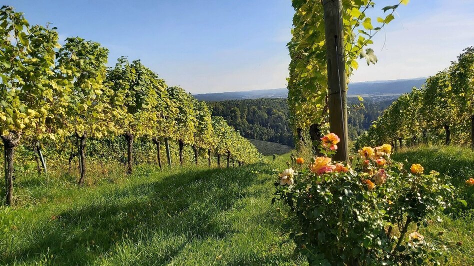 Wanderung Buschenschankwandern, Gleisdorf - Touren-Impression #2.1 | © Oststeiermark Tourismus