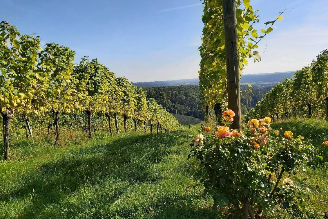 Wanderung Buschenschankwandern, Gleisdorf - Touren-Impression #1 | © Oststeiermark Tourismus
