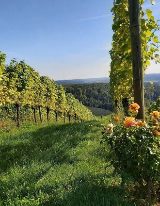 View to the wineyards, Gleisdorf in Eastern Styria | Christine Pollhammer | © Oststeiermark Tourismus