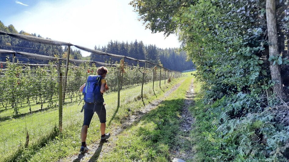 Wanderung Wandern mit Aussicht, Gleisdorf - Touren-Impression #2.3 | © Oststeiermark Tourismus