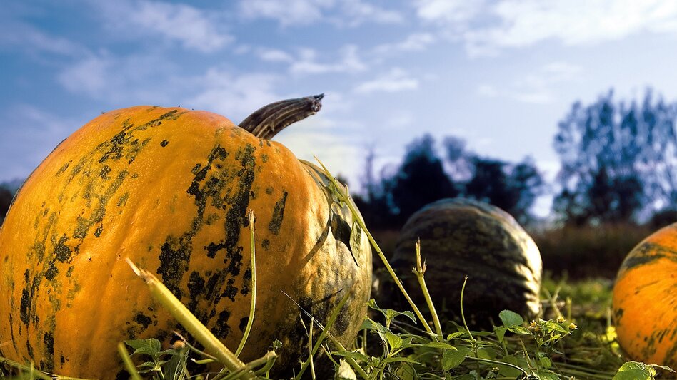 Radfahren Stage 04 Styrian Wine Country Cycling Route Graz - St. Ruprecht an der Raab - Touren-Impression #2.7 | © Steiermark Tourismus/Sommerauer