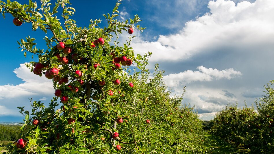 Bike Riding Stage 05 Styrian Wine Country Cycling Route St. Ruprecht an der Raab - Hartberg - Touren-Impression #2.7 | © Steiermark Tourismus/Harry Schiffer