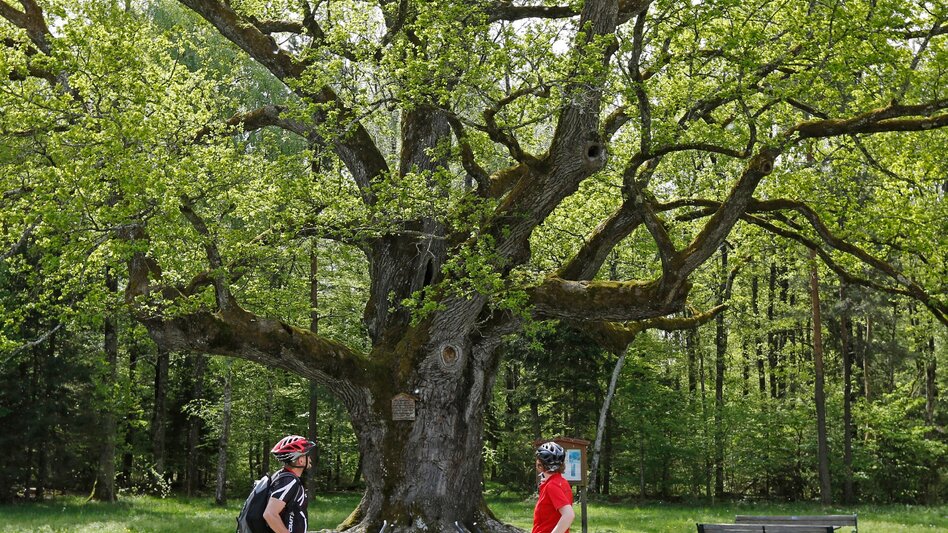 Bike Riding Etappe 06 Weinland Steiermark Radtour Hartberg - Therme Loipersdorf - Touren-Impression #2.9 | © Steiermark Tourismus/Herbert Raffalt