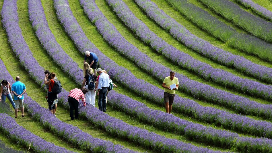 Bike Riding Etappe 01 Weinland Steiermark Radtour Leibnitz - Deutschlandsberg - Touren-Impression #2.2 | © (c) Vino Cool/Schiffer-Symbol