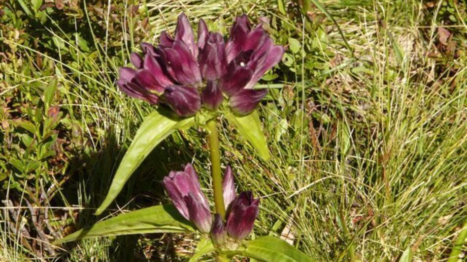 Trail Running Over the Weißenbachalm to the Türkenkogel - Touren-Impression #2.6 | © Ausseerland