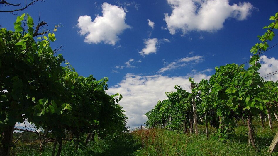 Hiking route For "cross-border commuters" (Für "Grenzgänger) / Trail 2 - Touren-Impression #2.5 | © Thermen- & Vulkanland