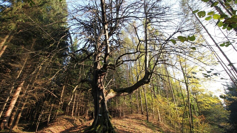 Hiking route Kleeblattwanderweg Nr. 2 - Wandern in Leutschach a.d.W. - Touren-Impression #2.3 | © Erlebnisregion Südsteiermark