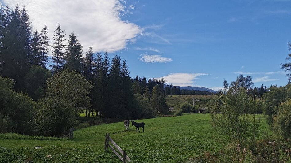 Wanderung Obersdorfer Rundweg - Touren-Impression #2.1