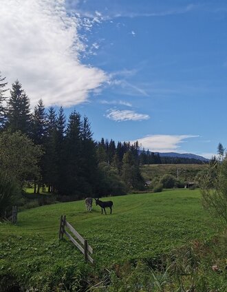 Obersdorfer Rundweg | TVB Ausseerland Salzkammergut_Theresa Schwaiger