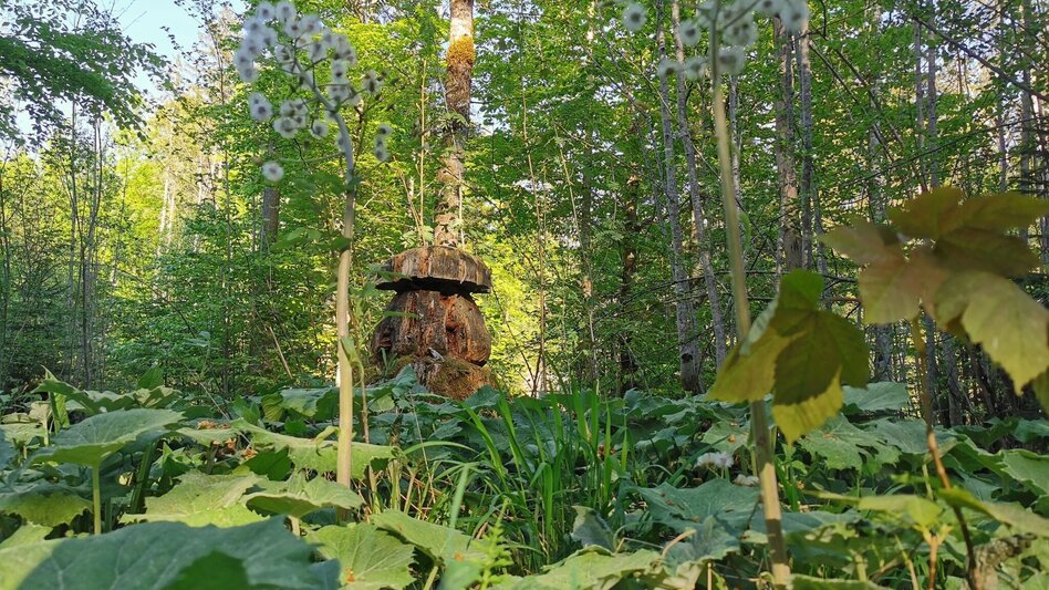 Hiking route Herbal circuit in Gößl - Touren-Impression #2.3 | © Ausseerland