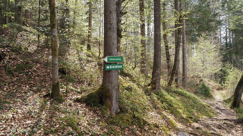 Hiking route Herbal circuit in Gößl - Touren-Impression #2.6 | © Ausseerland