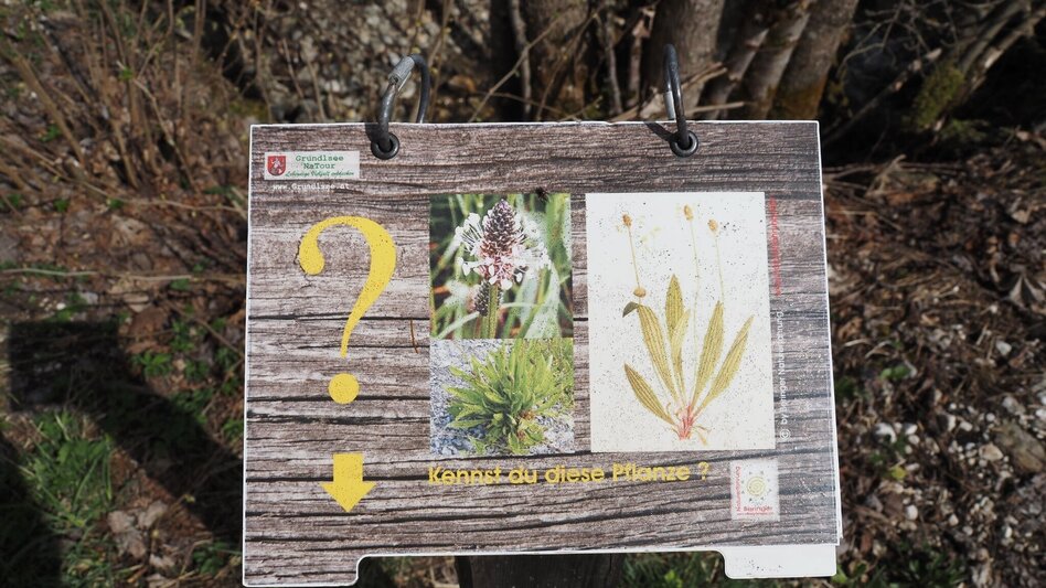 Hiking route Herbal circuit in Gößl - Touren-Impression #2.7 | © Ausseerland