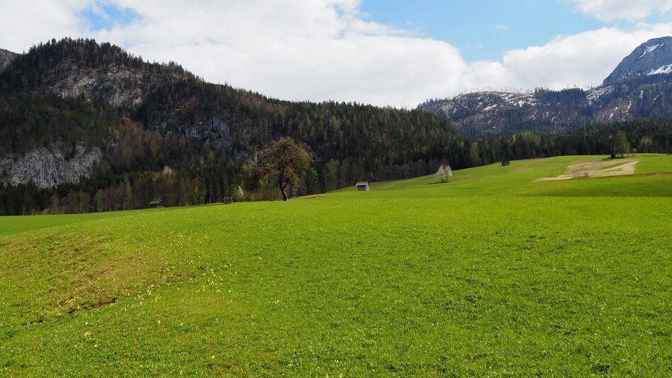 Hiking route Herbal circuit in Gößl - Touren-Impression #2.8 | © Ausseerland