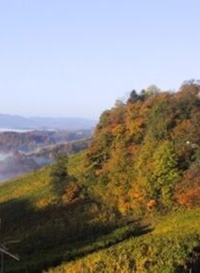 berghausener rundwanderweg 2_img_12802092 | © TVB Südsteiermark/Freundorfer | Freundorfer | © TVB Südsteiermark/Freundorfer