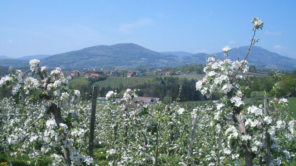 Bike Riding Tour through apple country - Touren-Impression #2.3 | © Oststeiermark Tourismus