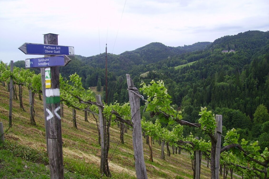 Wanderung Kleeblattwanderweg Nr. 1 - Wandern in Leutschach a.d.W. - Touren-Impression #1 | © TV Südsteiermark
