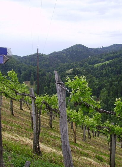 kleeblattwanderweg nr. 1 - montikogel_img_12702020 | © TV Südsteiermark | TV Südsteiermark | © TV Südsteiermark