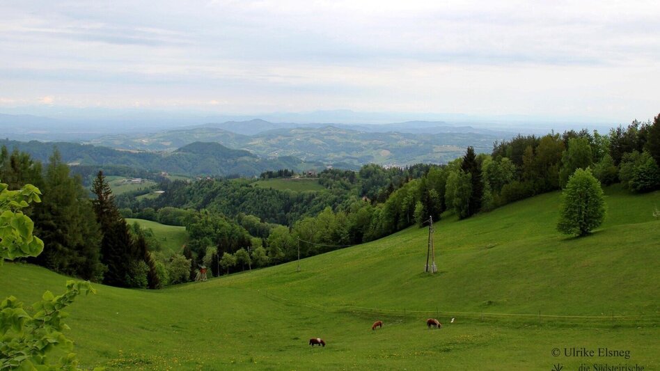 Wanderung Kleeblattwanderweg Nr. 1 - Wandern in Leutschach a.d.W. - Touren-Impression #2.2 | © TV Südsteiermark