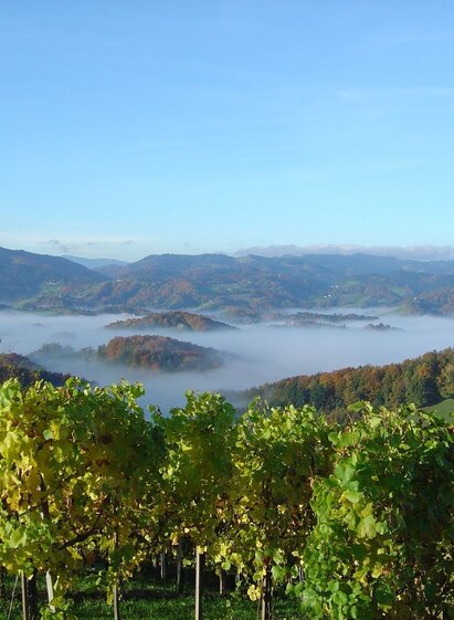 kleeblattwanderweg nr. 4 - wandern in leutschach a.d.w._img_12702027 | © Erlebnisregion Südsteiermark | Erlebnisregion Südsteiermark | © Erlebnisregion Südsteiermark