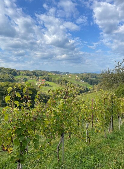Weingarten Aussicht | © TVB Südsteiermark/Brigitte Weihs | Brigitte Weihs | © TVB Südsteiermark/Brigitte Weihs