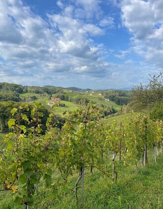 Weingarten Aussicht | Brigitte Weihs | © TVB Südsteiermark/Brigitte Weihs