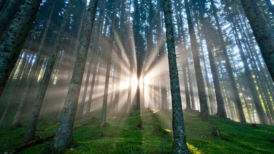 Wanderung Etappe 23 Vom Gletscher zum Wein Nordroute Fischbach - Am Straßegg - Touren-Impression #2.5 | © Steiermark Tourismus/Tom Lamm