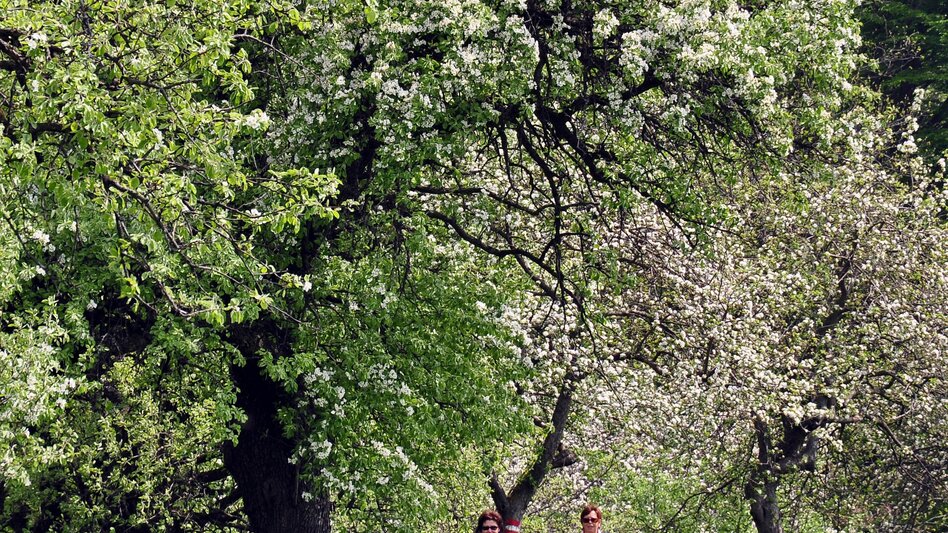 Wanderung Etappe 26 Vom Gletscher zum Wein Nordroute Anger - Pöllau - Touren-Impression #2.4 | © (c) Steiermark Tourismus/Gery Wolf