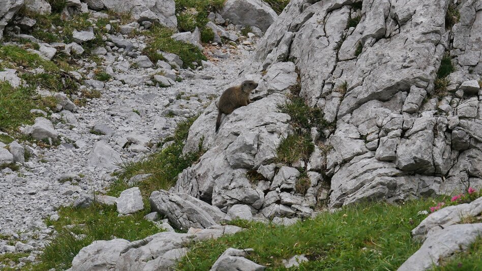 Wanderung Etappe 15 Vom Gletscher zum Wein Nordroute Hochschwab Schiestlhaus - Seewiesen - Touren-Impression #2.7 | © (c) Steiermark Tourismus/Manfred Polansky
