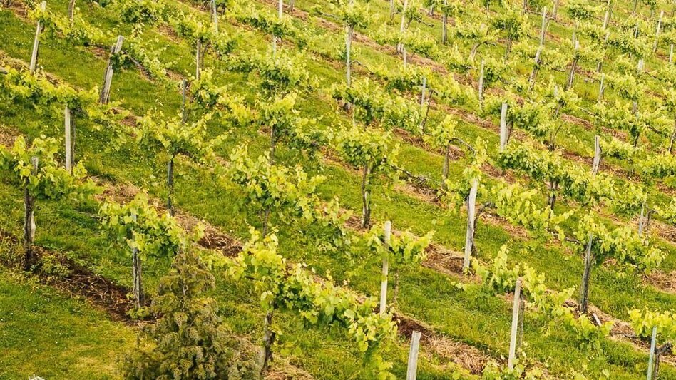 Wanderung Schilcherweg Nr. 3 - Touren-Impression #2.1 | © TVB/Südsteiermark/Familie Müller