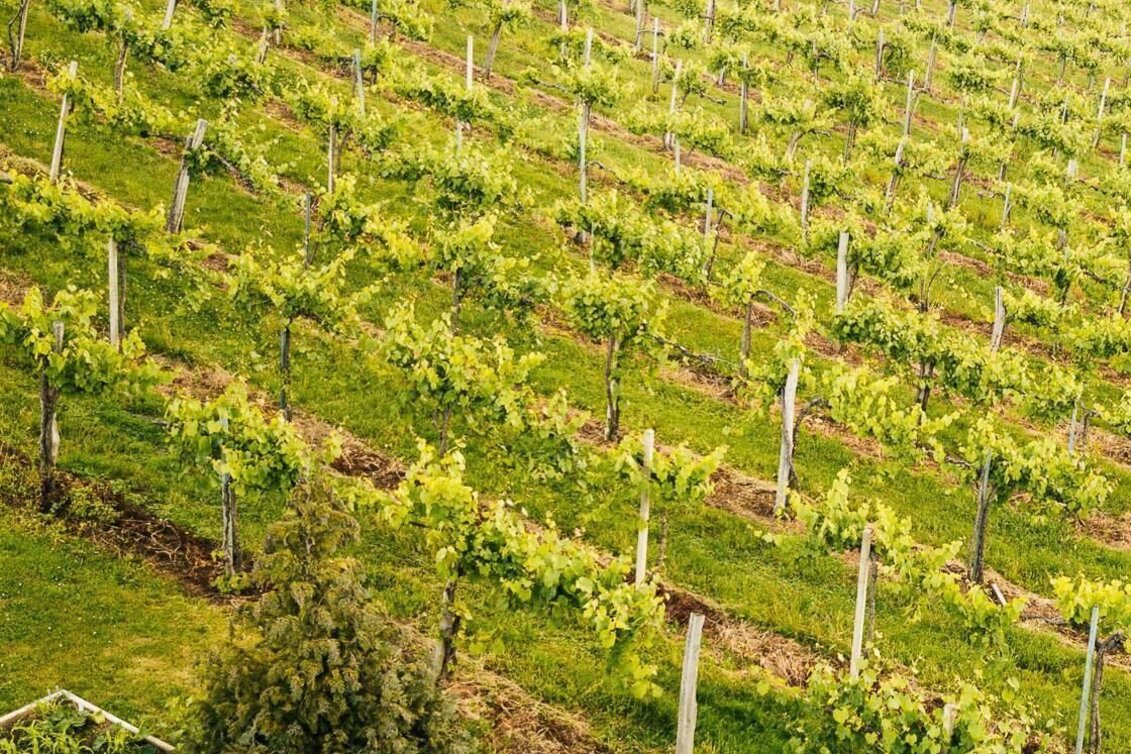 Wanderung Schilcherweg Nr. 3 - Touren-Impression #1 | © TVB/Südsteiermark/Familie Müller