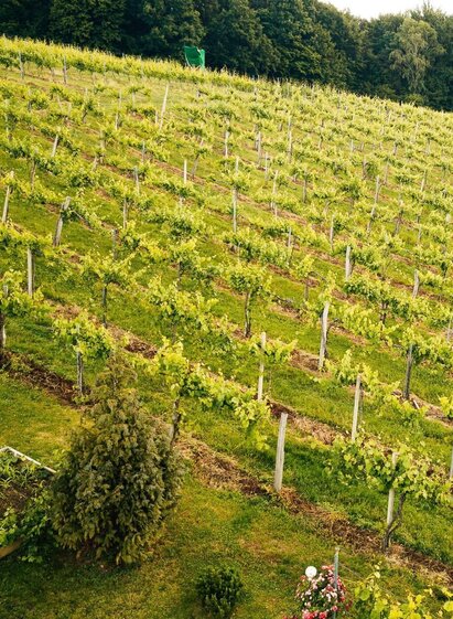 Weingärten | © TVB/Südsteiermark/Familie Müller | Familie Müller | © TVB/Südsteiermark/Familie Müller