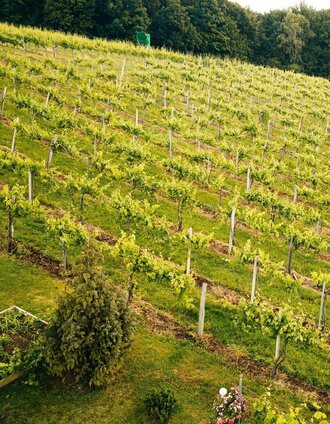 Weingärten | Familie Müller | © TVB/Südsteiermark/Familie Müller