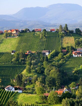 Blick auf die Schilcherweinstraße | Harry Schiffer | © Steiermark Tourismus/Harry Schiffer