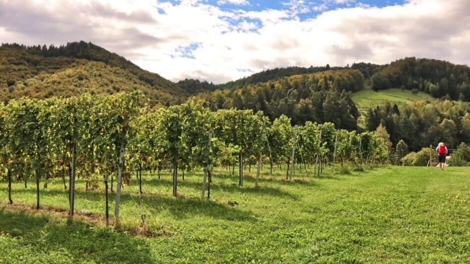 Wanderung Arnfelser Wege – Remschnigg R2 - Touren-Impression #2.6 | © TV Südsteiermark - WEGES