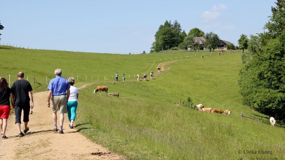 Wanderung Arnfelser Wege – Remschnigg R2 - Touren-Impression #2.3 | © TV Südsteiermark - WEGES
