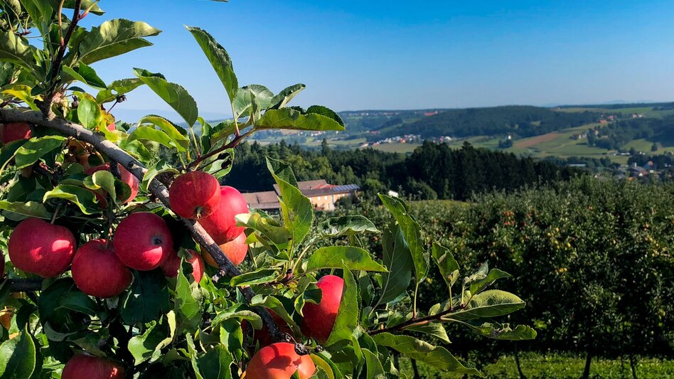 Wanderung Etappe 30 Vom Gletscher zum Wein Nordroute Fürstenfeld - Unterlamm - Touren-Impression #2.1 | © (c) Steiermark Tourismus/Manfred Polansky