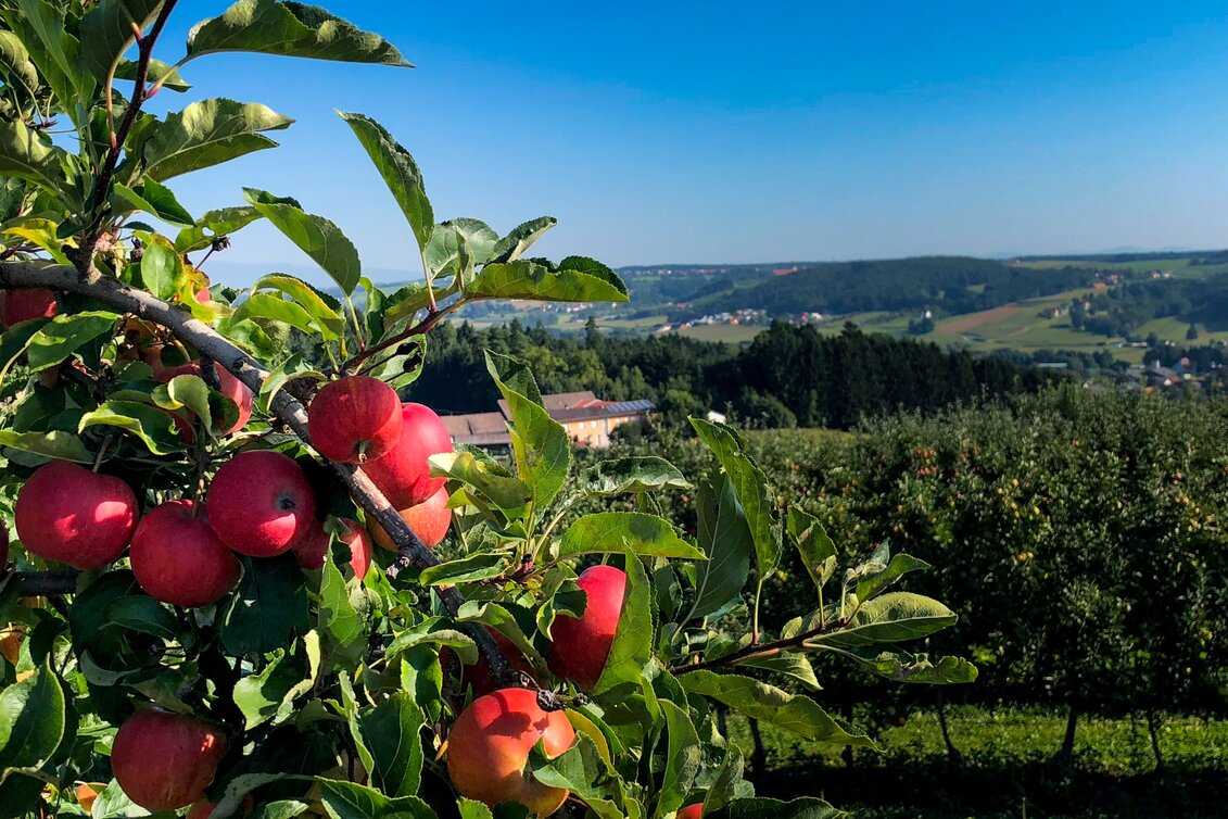Wanderung Etappe 30 Vom Gletscher zum Wein Nordroute Fürstenfeld - Unterlamm - Touren-Impression #1 | © (c) Steiermark Tourismus/Manfred Polansky