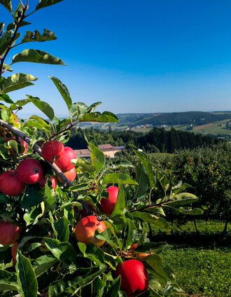 Obstgärten im Thermen- und Vulkanland | Manfred Polansky | © (c) Steiermark Tourismus/Manfred Polansky