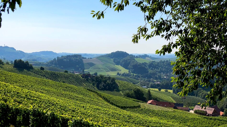 Hiking route Stage 23 From Glacier to Wine South Route Leutschach - Ratsch an der Weinstraße - Touren-Impression #2.5 | © (c) Steiermark Tourismus/Martina Traisch