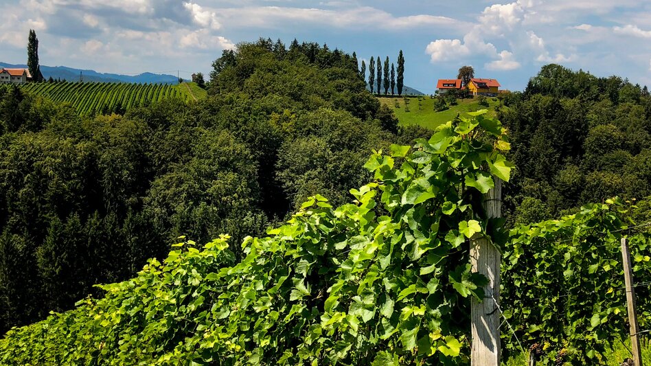 Hiking route Stage 23 From Glacier to Wine South Route Leutschach - Ratsch an der Weinstraße - Touren-Impression #2.6 | © (c) Steiermark Tourismus/Martina Traisch