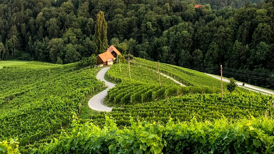 Hiking route Stage 23 From Glacier to Wine South Route Leutschach - Ratsch an der Weinstraße - Touren-Impression #2.7 | © Steiermark Tourismus/Martina Traisch
