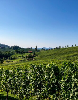 Weingärten über Weingärten als Wegbegleiter | Martina Traisch | © Steiermark Tourismus/Martina Traisch