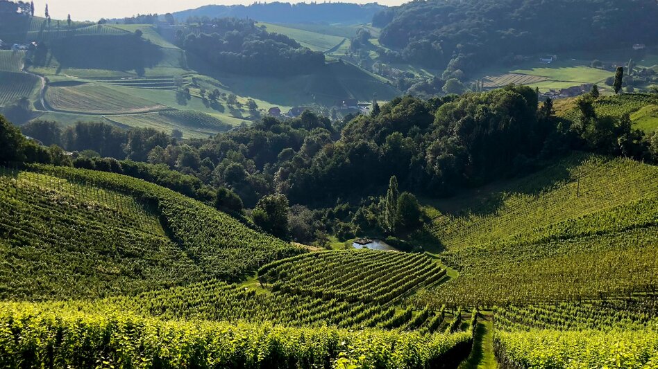 Hiking route Stage 24 From Glacier to Wine South Route Ratsch an der Weinstraße - Ehrenhausen - Touren-Impression #2.5 | © Steiermark Tourismus/Martina Traisch