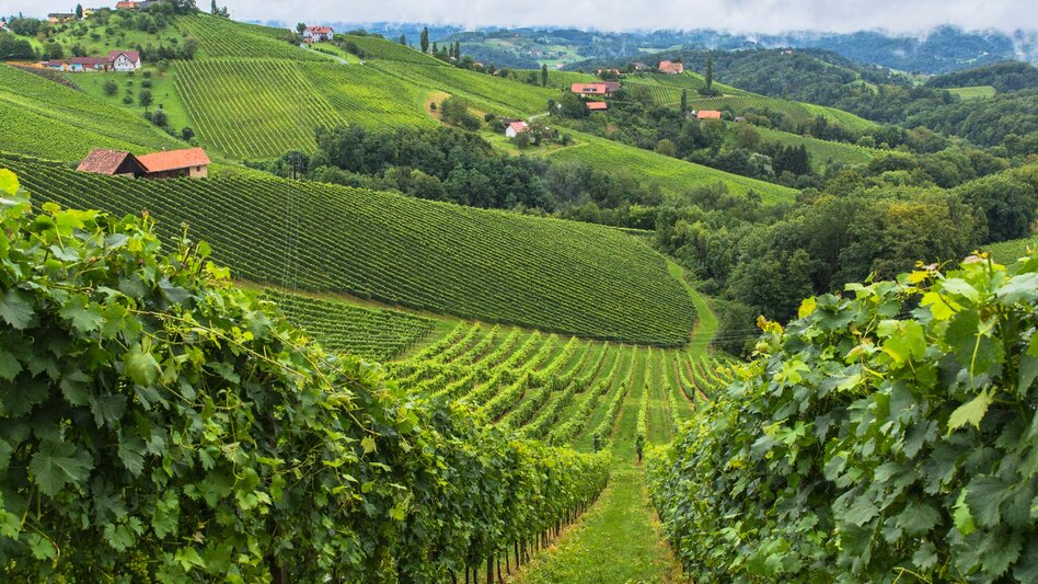 Hiking route Stage 25 From Glacier to Wine South Route Ehrenhausen - Leibnitz - Touren-Impression #2.1 | © Steiermark Tourismus/Harry Schiffer