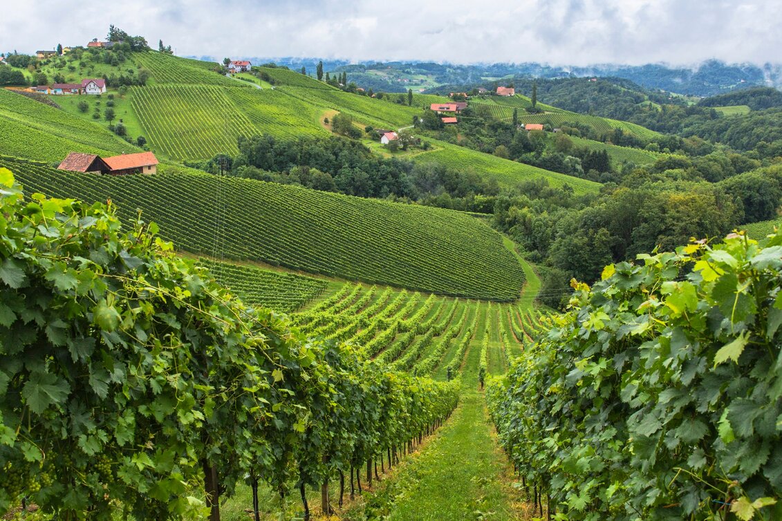 Hiking route Stage 25 From Glacier to Wine South Route Ehrenhausen - Leibnitz - Touren-Impression #1 | © Steiermark Tourismus/Harry Schiffer