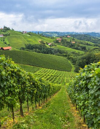Sommer an der Südsteirischen Weinstraße | Harry Schiffer | © Steiermark Tourismus/Harry Schiffer